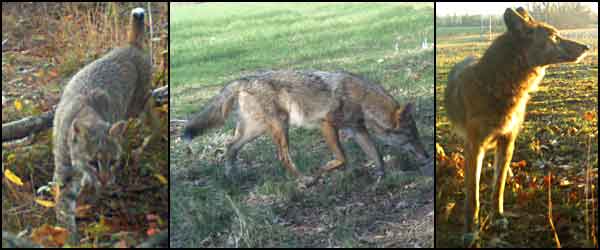 bobcat and coyote picture